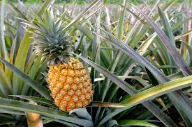 La bromélaïne broméline une enzyme extraite de la tige d’ananas traitement naturel du cancer 